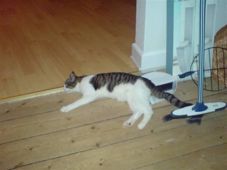 Huskat Snoopy - Ligger lige og slapper. billede 9