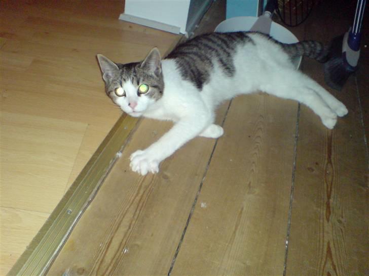 Huskat Snoopy - Hva skal man mon give sig til. billede 10