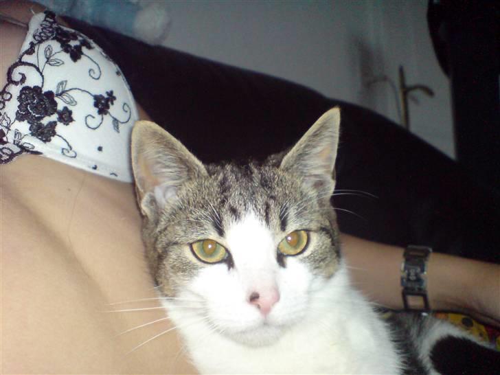 Huskat Snoopy - Se hvor flot jeg er. billede 13