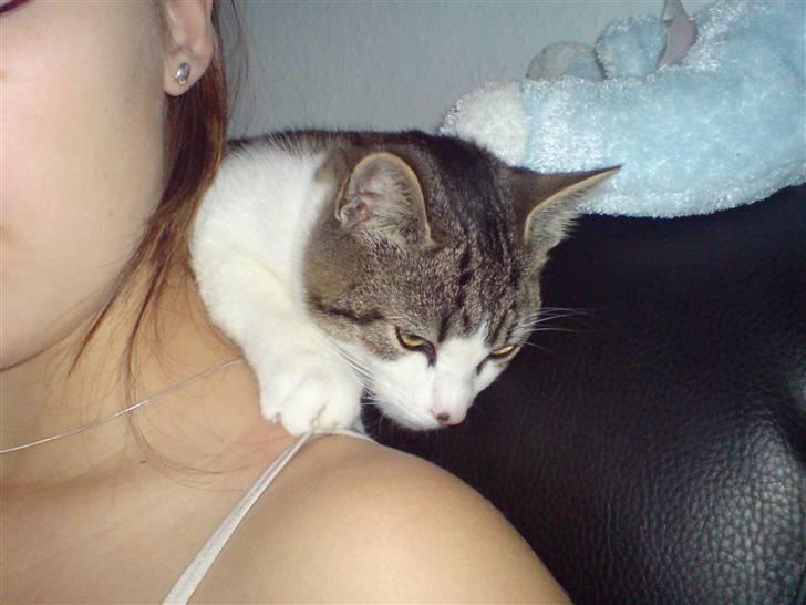 Huskat Snoopy billede 14