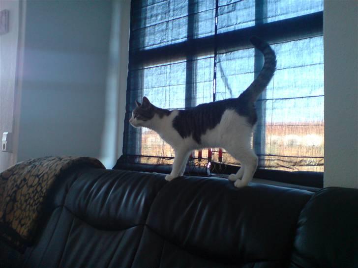 Huskat Snoopy - Sikke en god udsigt. billede 15