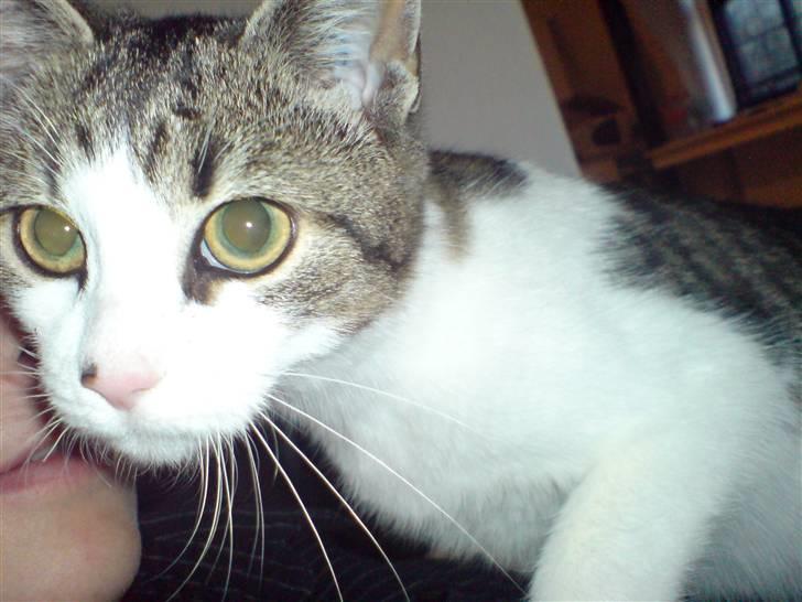 Huskat Snoopy - Hov mor, hvad har du der?? billede 16