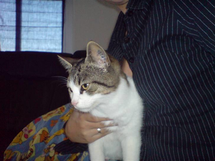 Huskat Snoopy billede 17