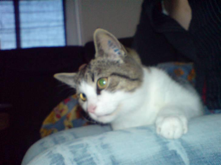 Huskat Snoopy billede 18