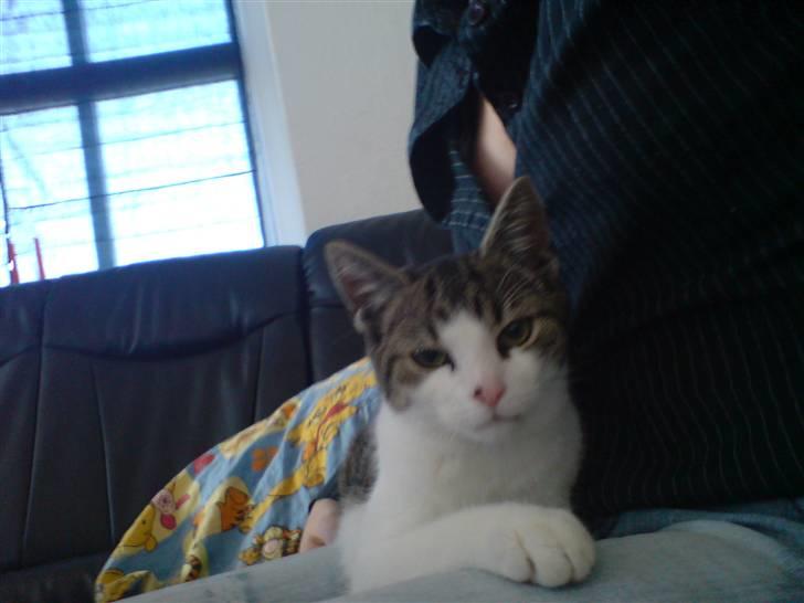 Huskat Snoopy - det er en sjov dims du har der.... billede 19