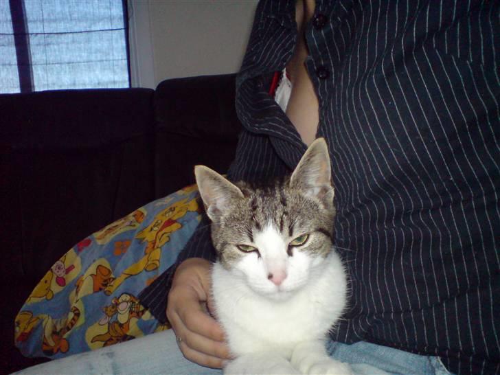 Huskat Snoopy - .... og den kan blitze!! :O billede 20