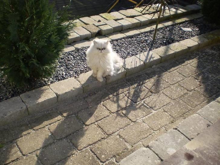 Perser Luna (¤ R.I.P ¤) billede 19