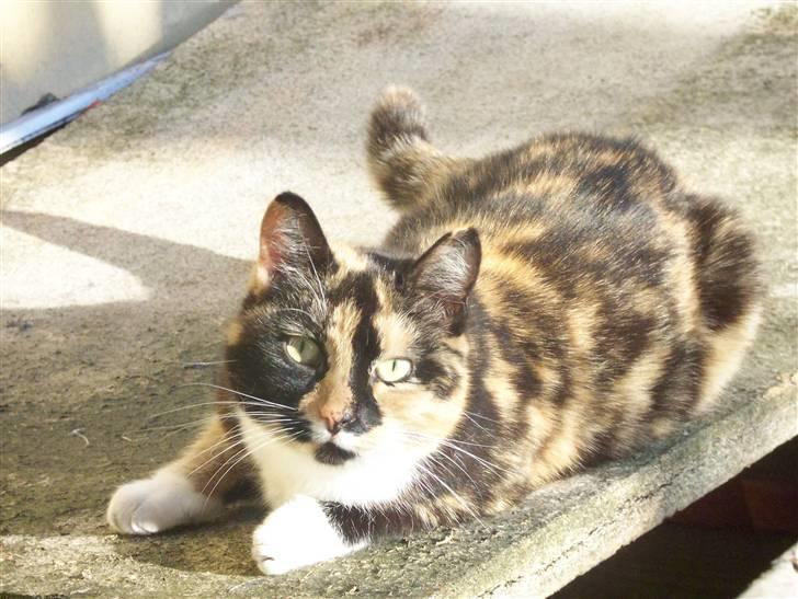 Blanding af racer Mille R.I.P - tigermis billede 13