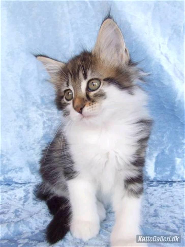 Norsk Skovkat Fanny billede 1