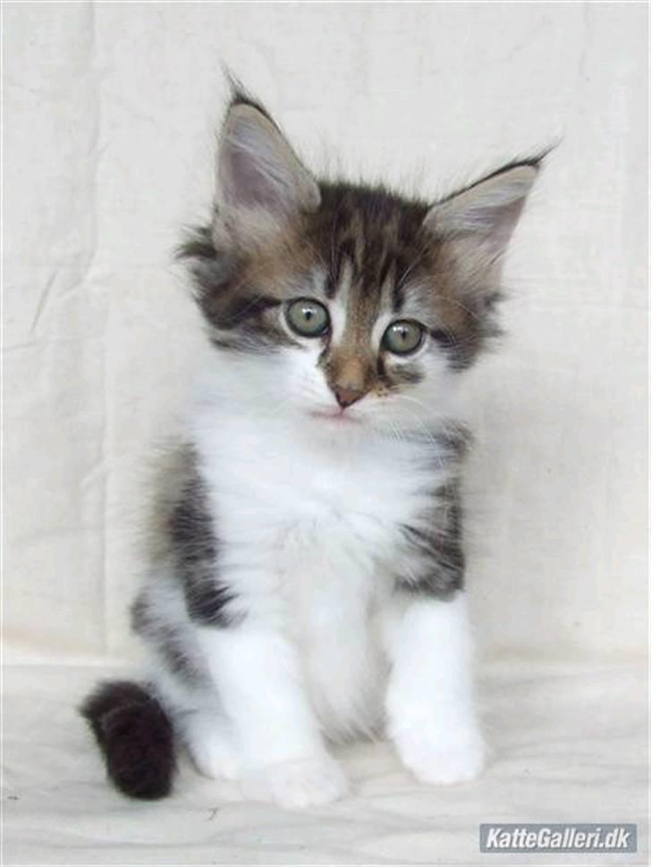 Norsk Skovkat Fanny billede 2