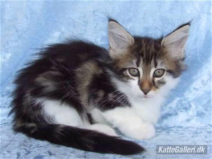 Norsk Skovkat Fanny billede 3