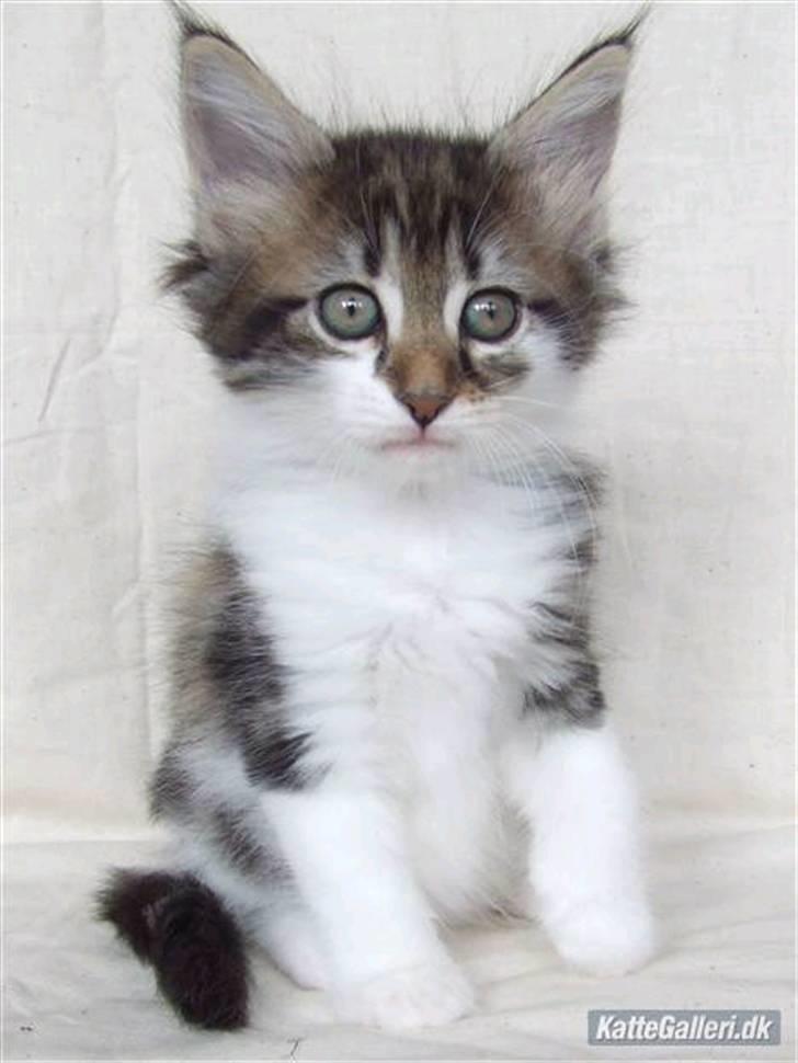 Norsk Skovkat Fanny billede 4