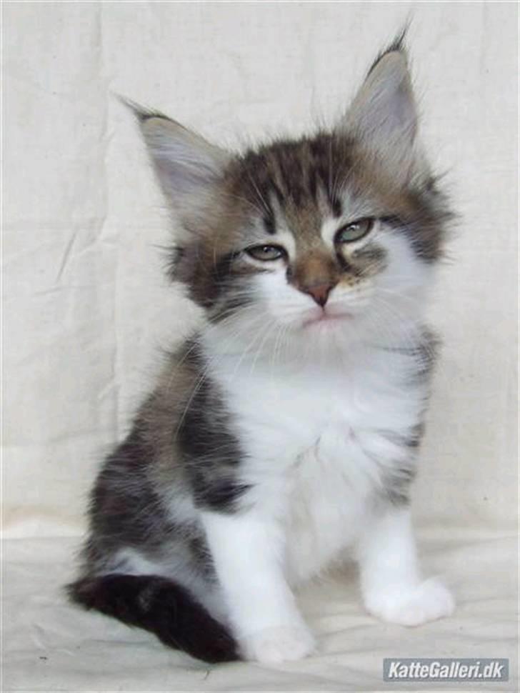 Norsk Skovkat Fanny billede 5