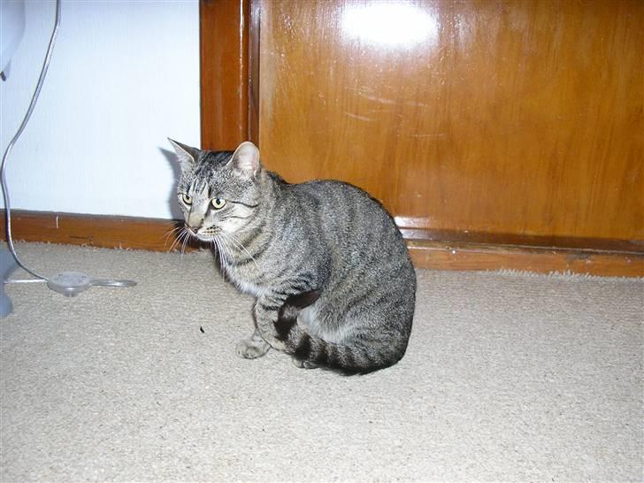 Huskat Mulle#efterlysning# - søde mulle billede 2