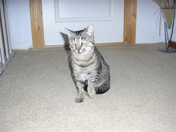 Huskat Mulle#efterlysning# - hvor er du dog kæær billede 3