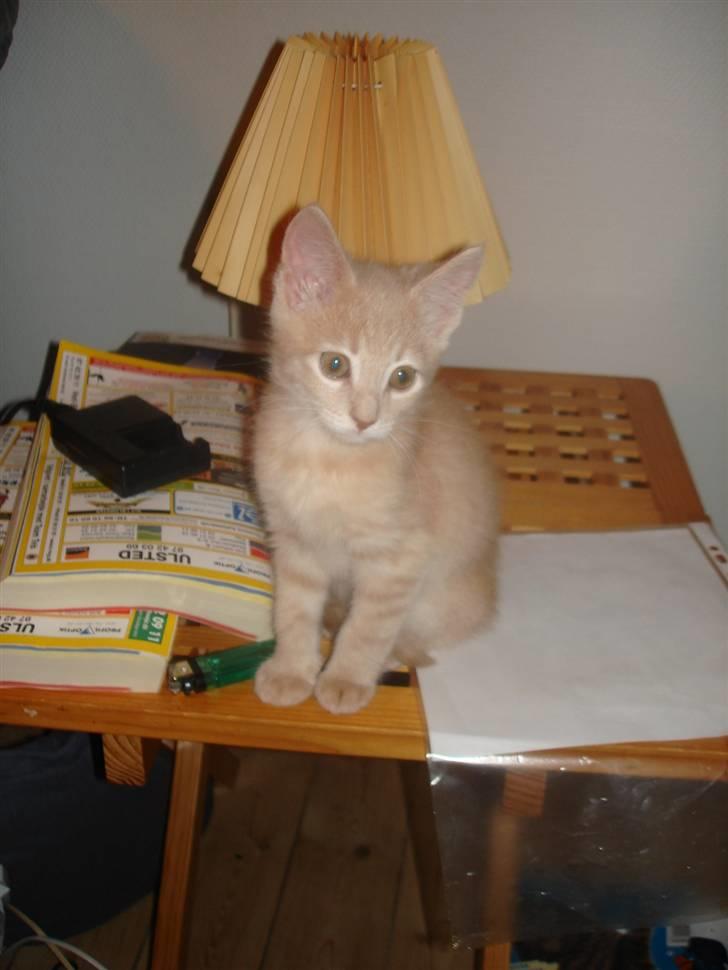 Blanding af racer Felix - Kan sidde og holde øje med hele stuen her.. billede 1