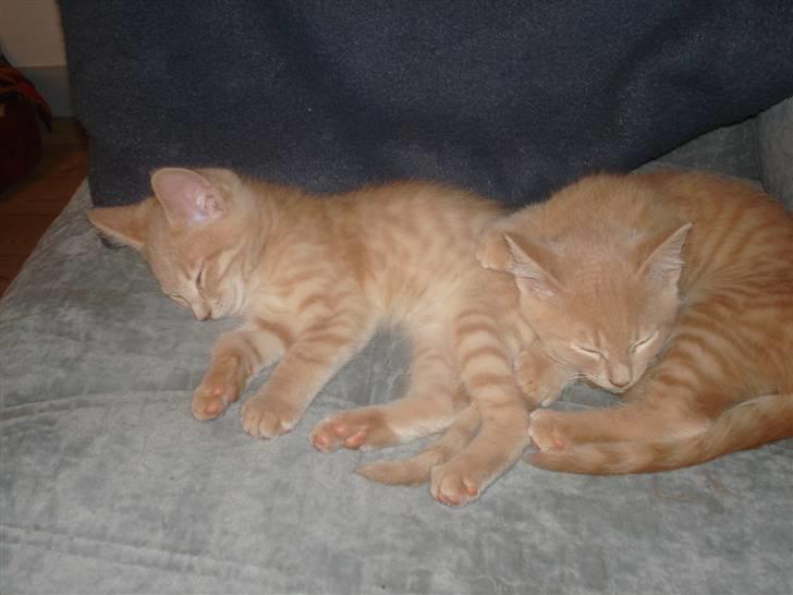 Blanding af racer Felix - sover med brormand Holger billede 2