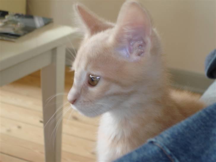 Blanding af racer Felix - hov hvad var det...det lød som mad i madskålen.... billede 3