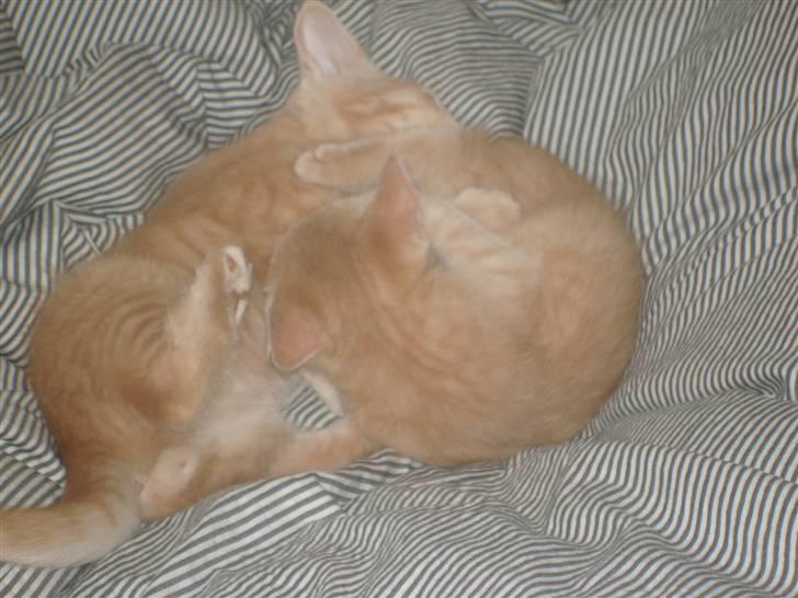 Blanding af racer Felix - det er godt at have en bror man kan slås lidt med... billede 4