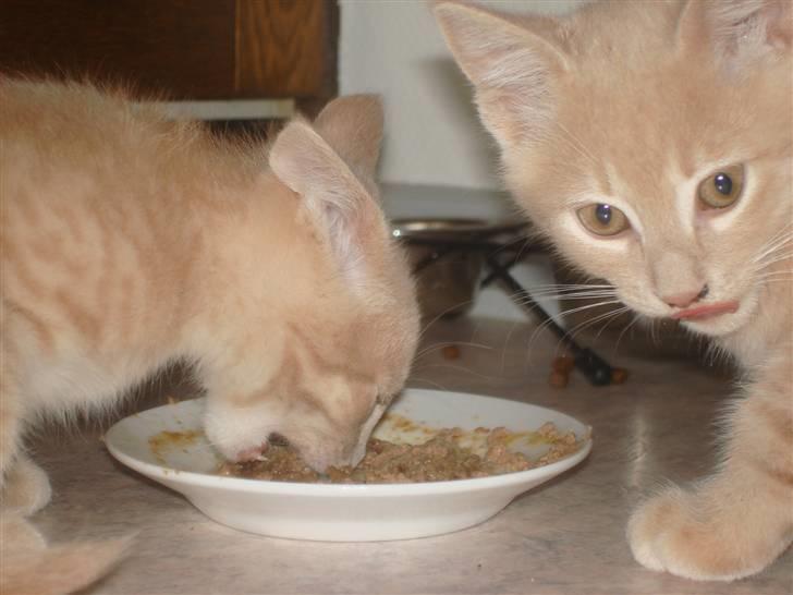 Blanding af racer Felix - guf med lidt leverpostej... billede 5