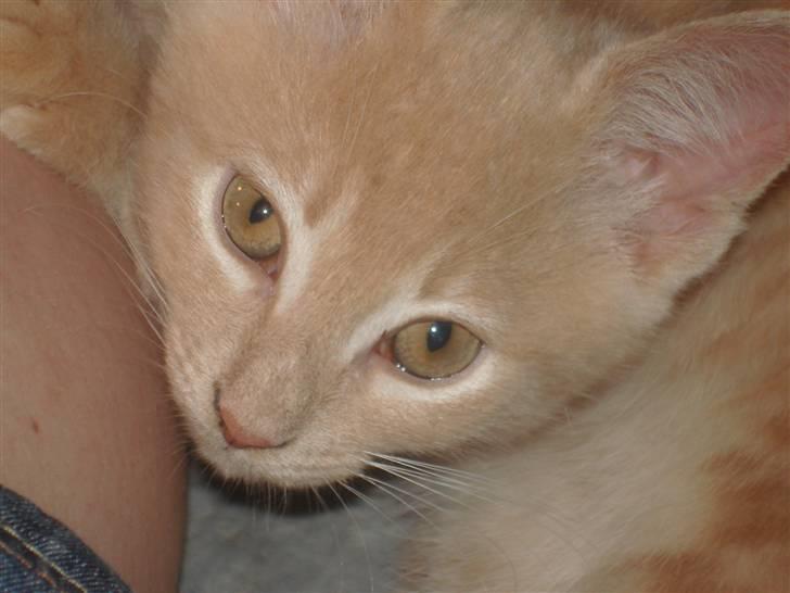 Blanding af racer Holger - jeg er da en fin lille han mis... billede 1