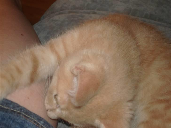 Blanding af racer Holger - bider lidt i "mors" knæ.... billede 2