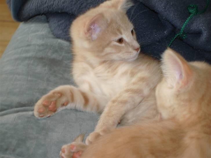 Blanding af racer Holger - elsker at ligge i sofaen.... billede 3