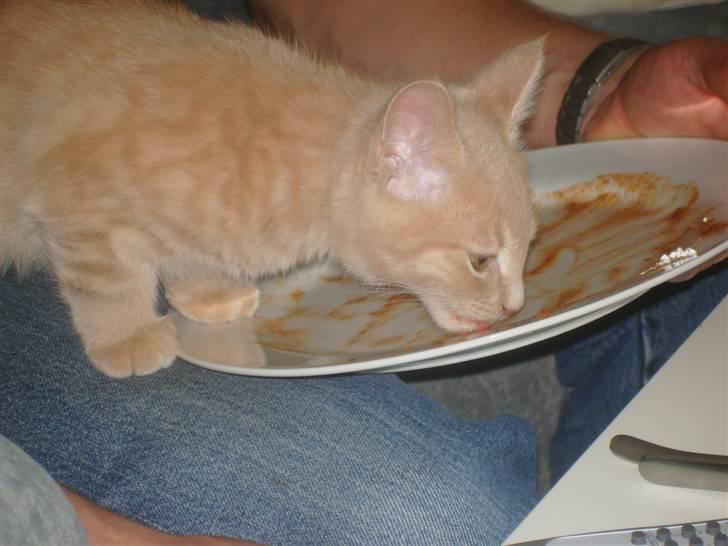 Blanding af racer Holger - guf... god pasta sovs.... billede 4