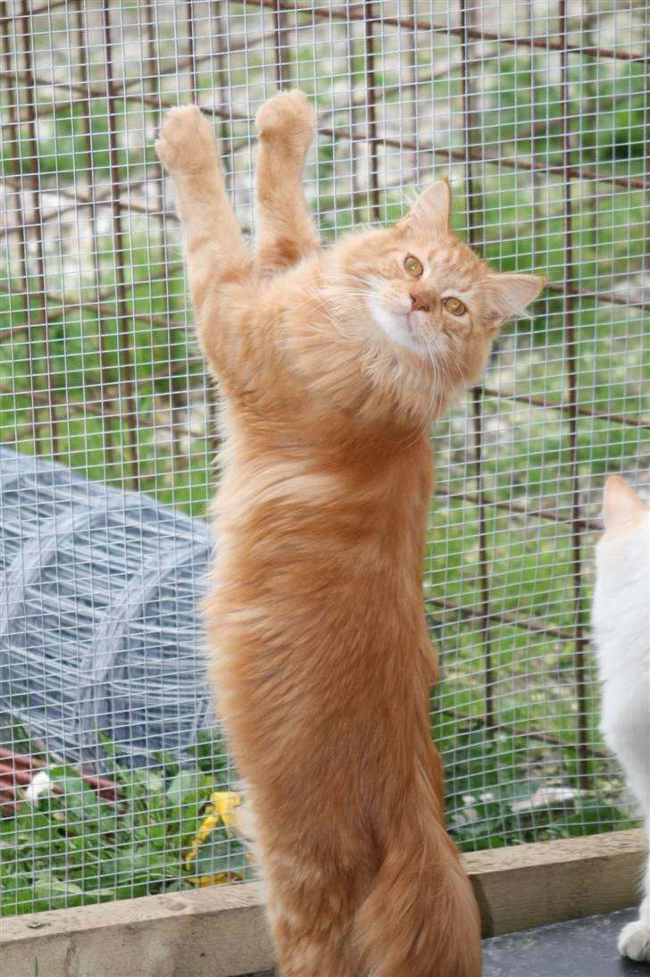 Maine Coon Harald (konge) billede 17