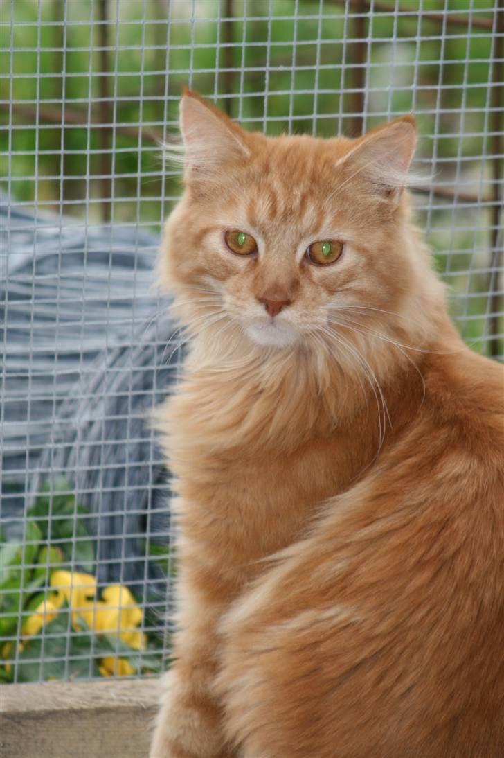 Maine Coon Harald (konge) billede 18