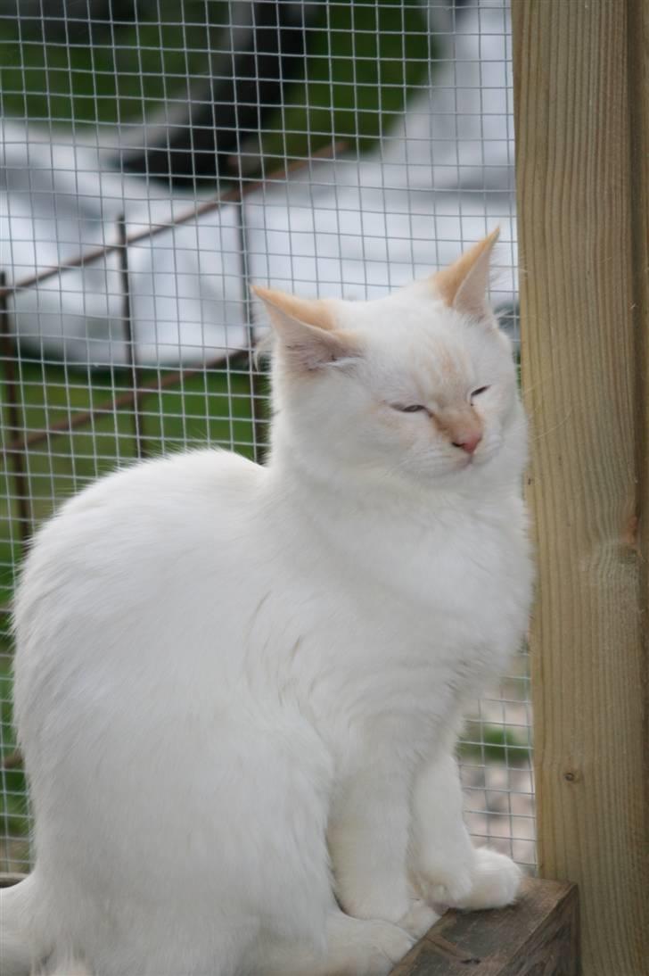 Hellig Birma dooley billede 8