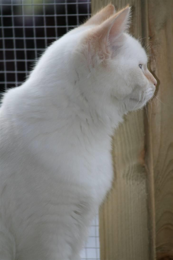 Hellig Birma dooley billede 9