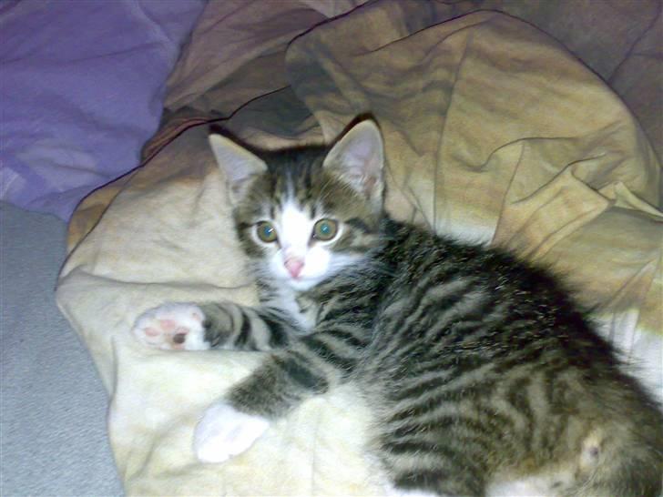 Huskat Tomtom R.I.P billede 1