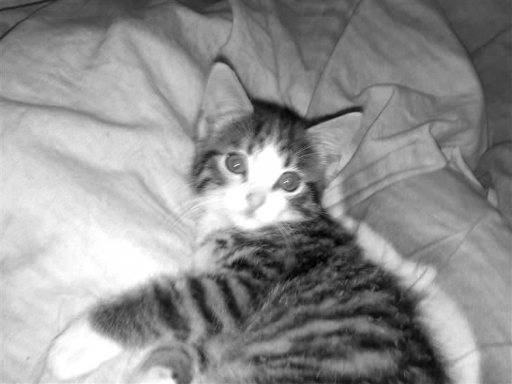 Huskat Tomtom R.I.P billede 2