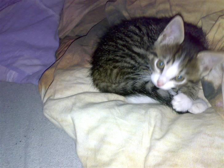 Huskat Tomtom R.I.P billede 3