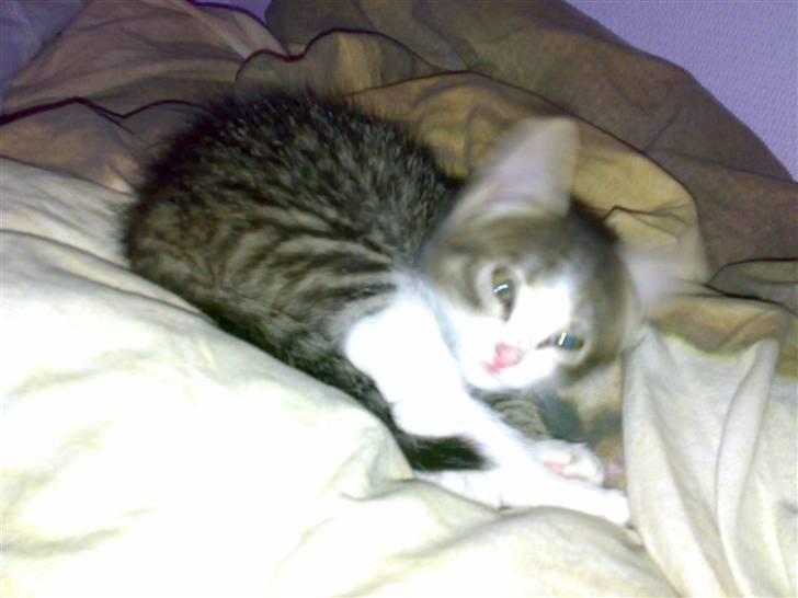 Huskat Tomtom R.I.P billede 4