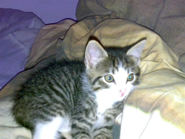 Huskat Tomtom R.I.P billede 5