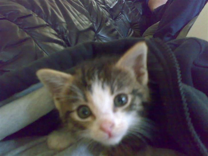 Huskat Tomtom R.I.P billede 6