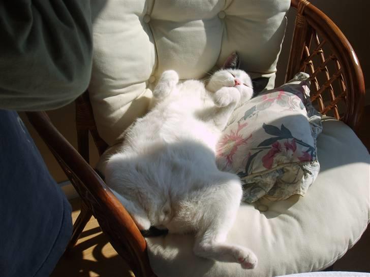 Blanding af racer nemo  - min ynglingsplads lig midt i solen billede 13