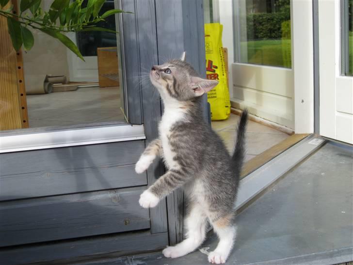 Huskat Feline - nu med kilinger billede 1