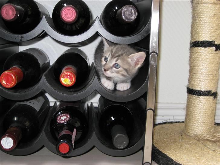 Huskat Feline - nu med kilinger billede 2