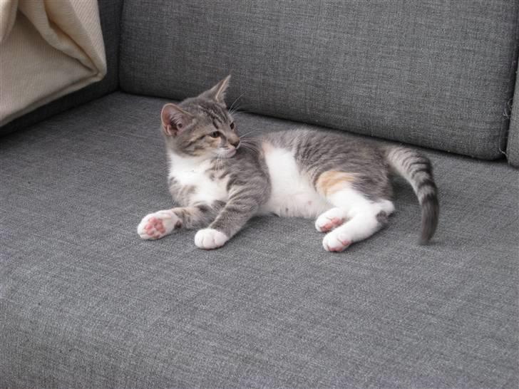 Huskat Feline - nu med kilinger billede 3