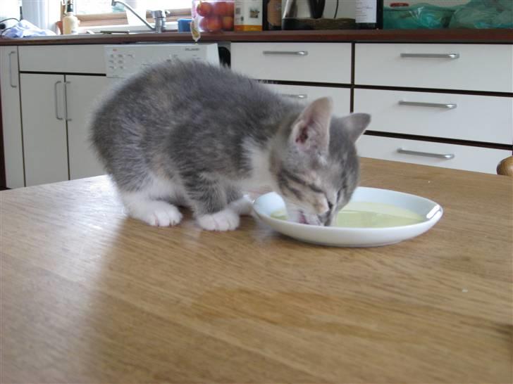 Huskat Feline - nu med kilinger billede 4