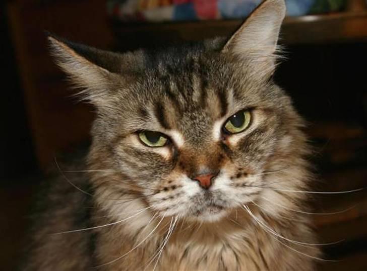 Maine Coon Luffe - Velkommen til Luffes profil. billede 1