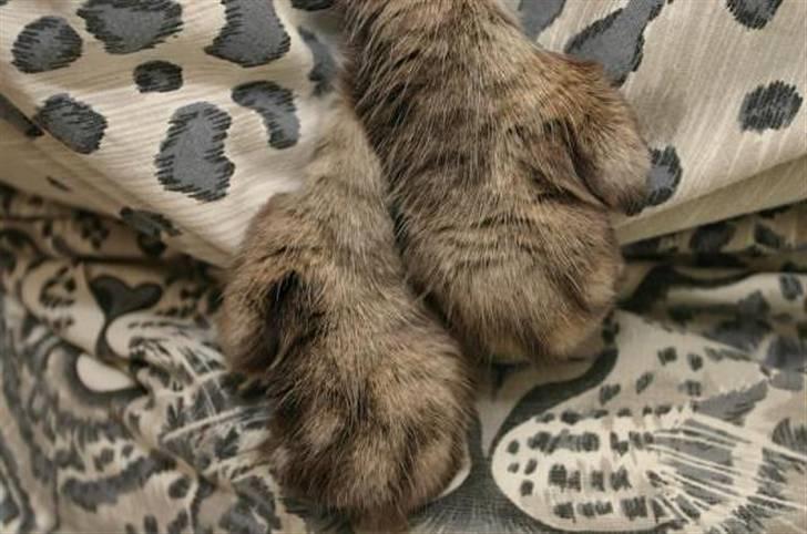 Maine Coon Luffe - Her er hans ekstra tæer billede 2