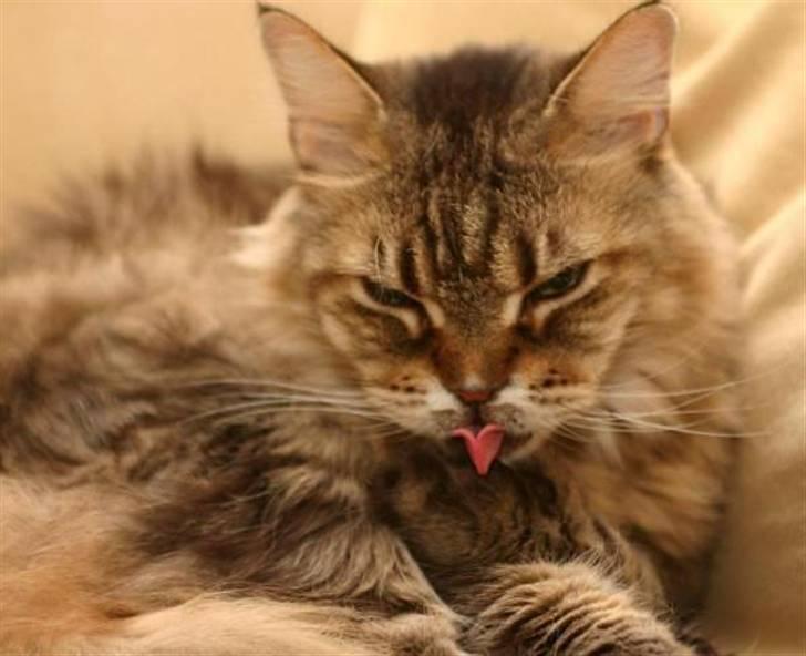 Maine Coon Luffe - Man skal være ren ret tit! billede 3