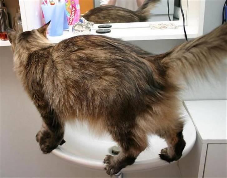 Maine Coon Luffe - Luffe gør sig klar til at drikke af vandhanen på badeværslet! billede 4