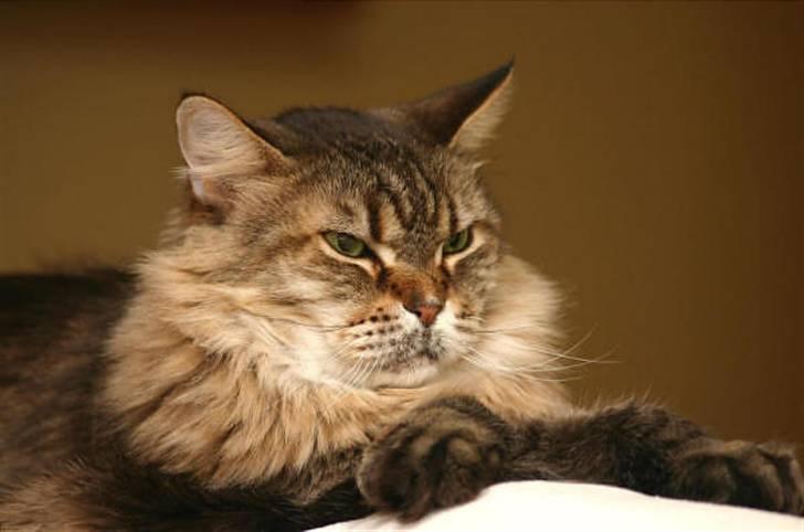 Maine Coon Luffe - Det her er mig der bestemer! billede 5