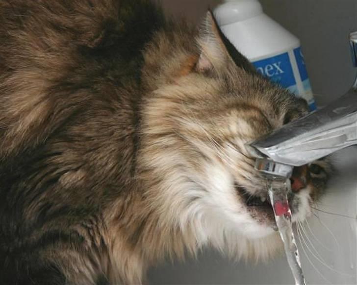 Maine Coon Luffe - Luffe drikker af vandhanen! billede 6