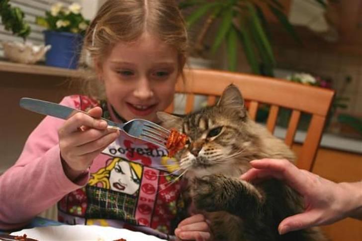 Maine Coon Luffe - Giv mig det stykke lasagne så er du sød! billede 7